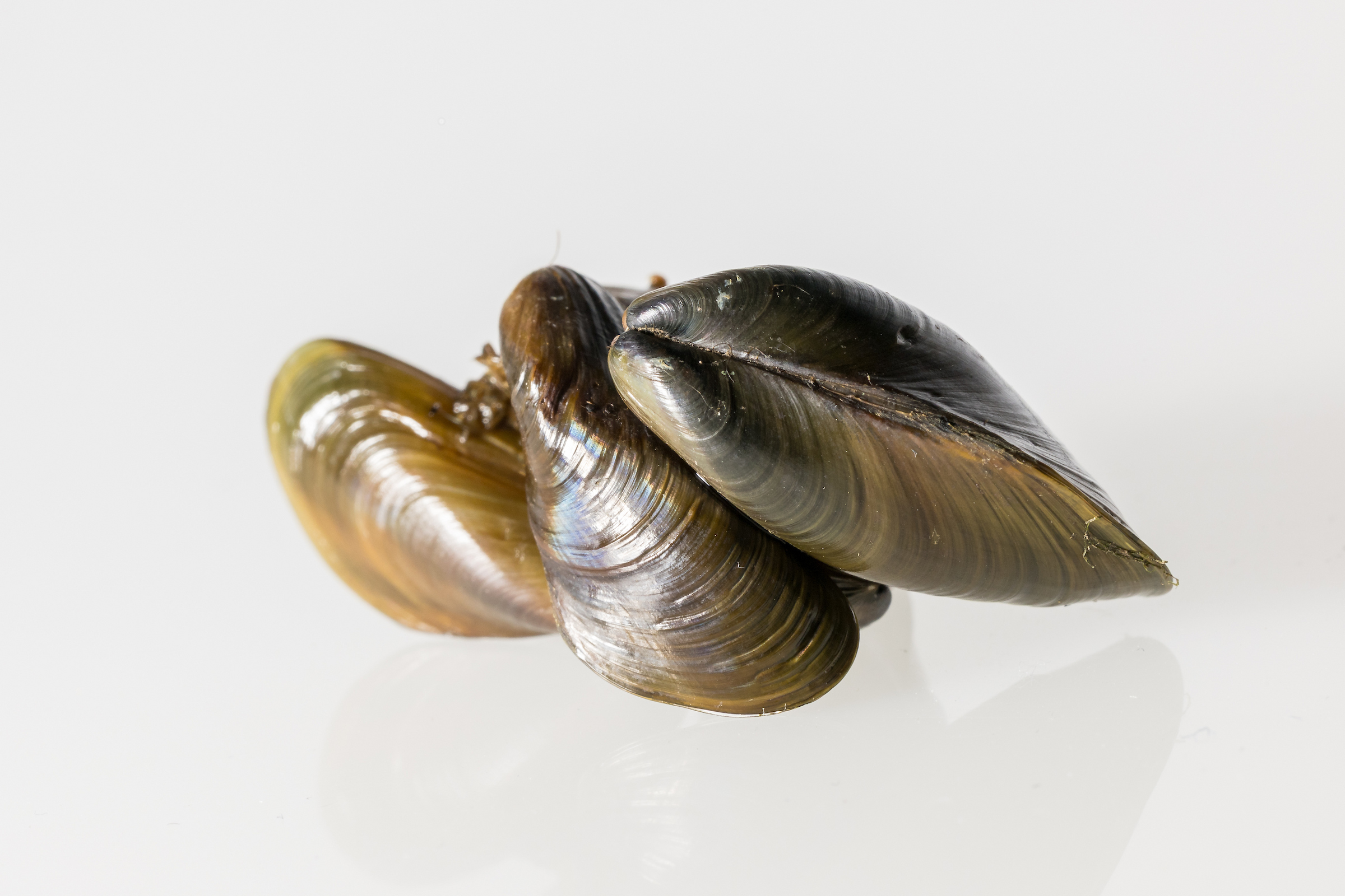 The invasive golden mussel recently detected in lakes and reservoirs in California. Photo from the Department of Water Resources